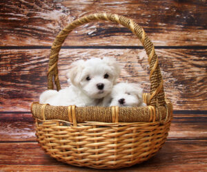 A-basket-of-pups