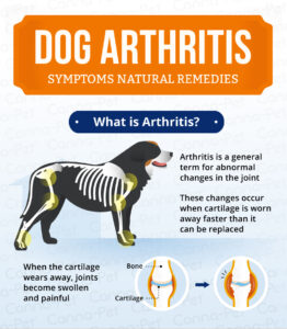 Dog-Arthritis
