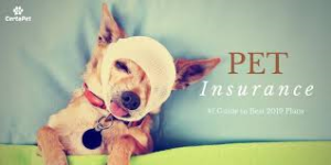 Dog-Insurance