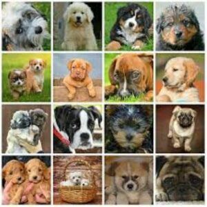 Gallery-of-dogs
