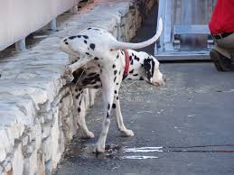 dog-lifting-leg-to-pee-on- wall