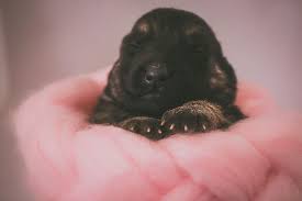 Tiny-newborn-pup