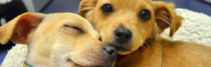Rescue-pups