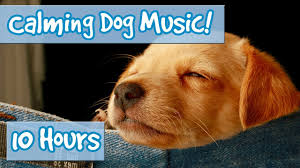 music-for-dogs