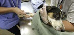 dog-being-euthanized