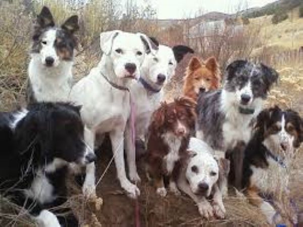 rescue-dogs