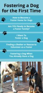 fostering-a-dog