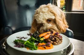 dog-eating-human-food-off-dish