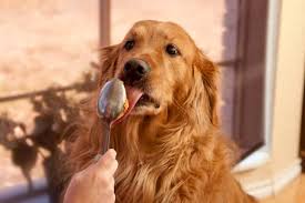 dog-licking-peanut-butter-from-spoon
