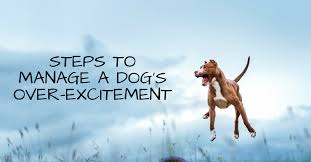 steps-to-manage-a-dogs-over-excitement