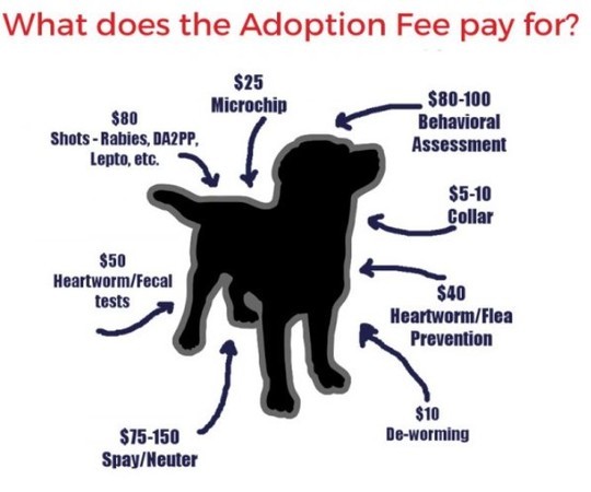 adoption-fees-pay-for