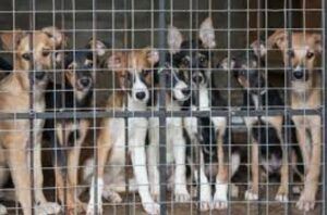 rescue-dogs-behind-gate
