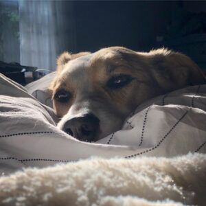Dog-sleeping-on-bed