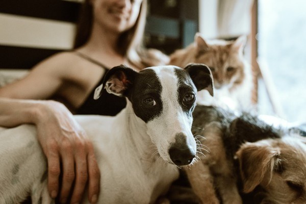 dogs and cat snuggling with woman