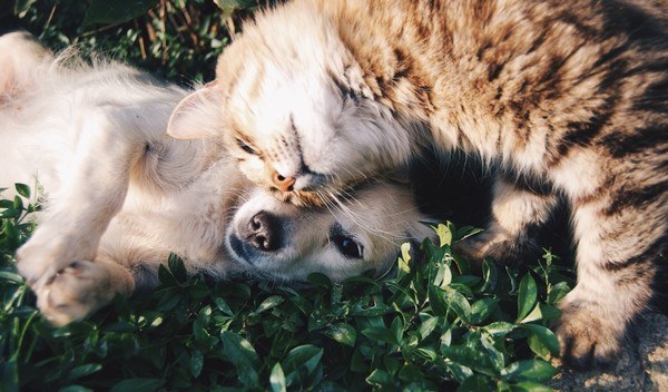 dog and cat playing in grass