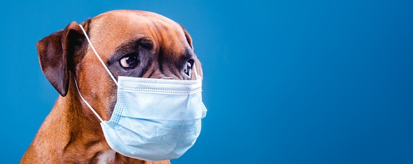Boxer wearing flu mask