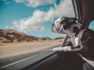 dog at car window