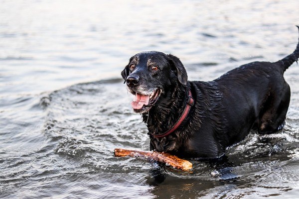 dog playing with stick in lake
