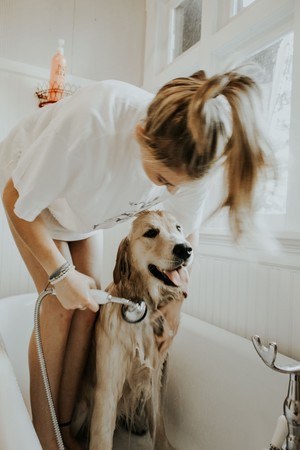woman giving dog a bath