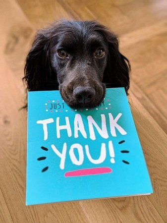 black dog holding thank you card in mouth