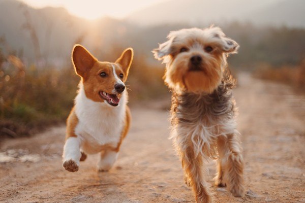two dogs running on a dirt road